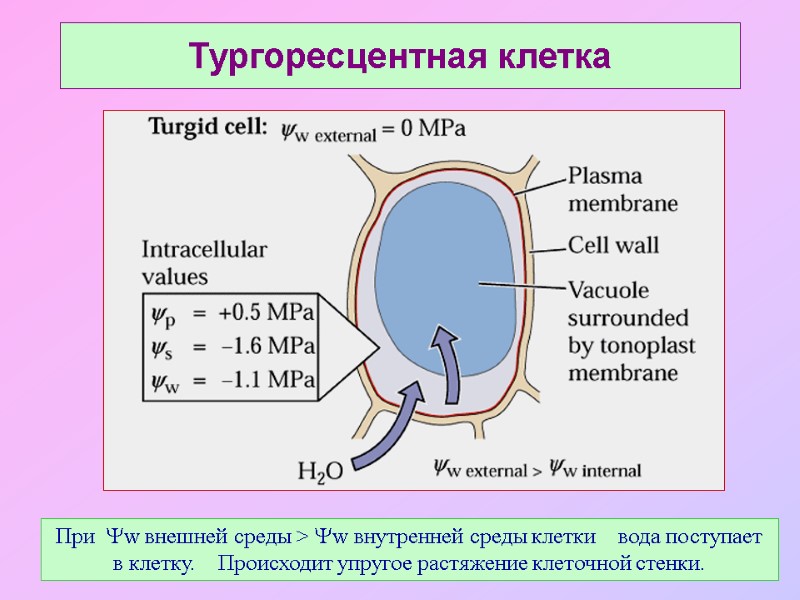 Тургоресцентная клетка При  w внешней среды > w внутренней среды клетки  